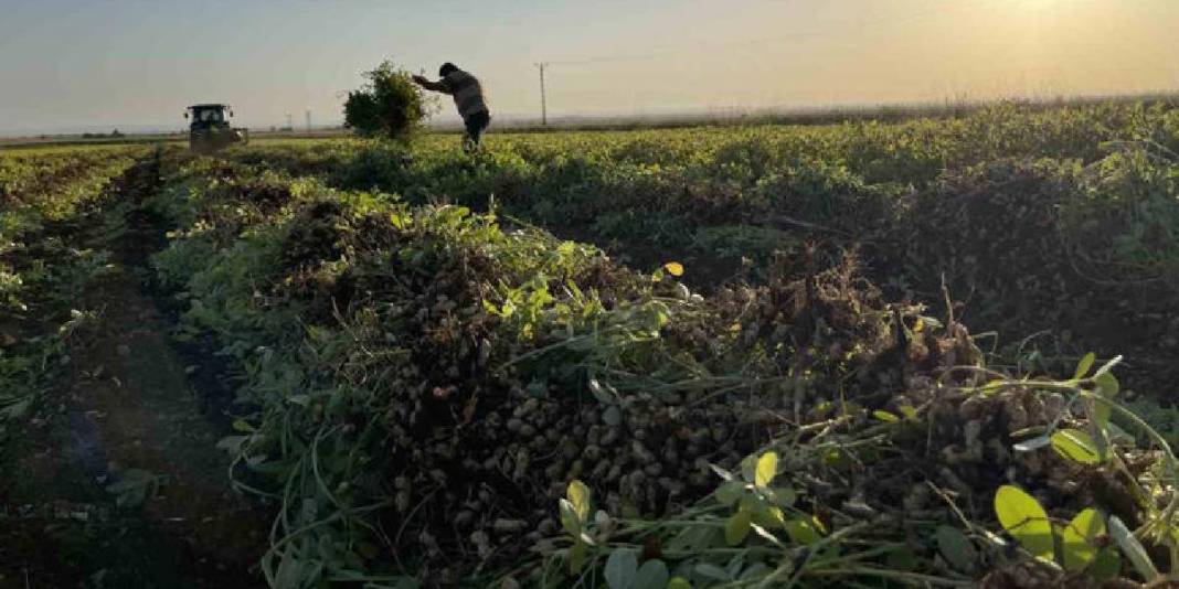 Şanlıurfa’da maliyet arttı, fiyat düştü! Üretici pamuğu bıraktı, yerine yer fıstığı ekimi başladı 1